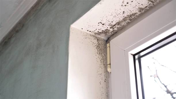 Best Post-Flood Mold Remediation in Southside, AL